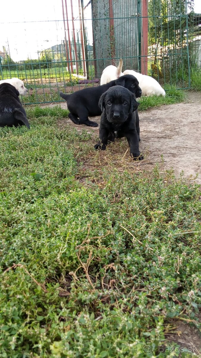 Labrador krytie - 13