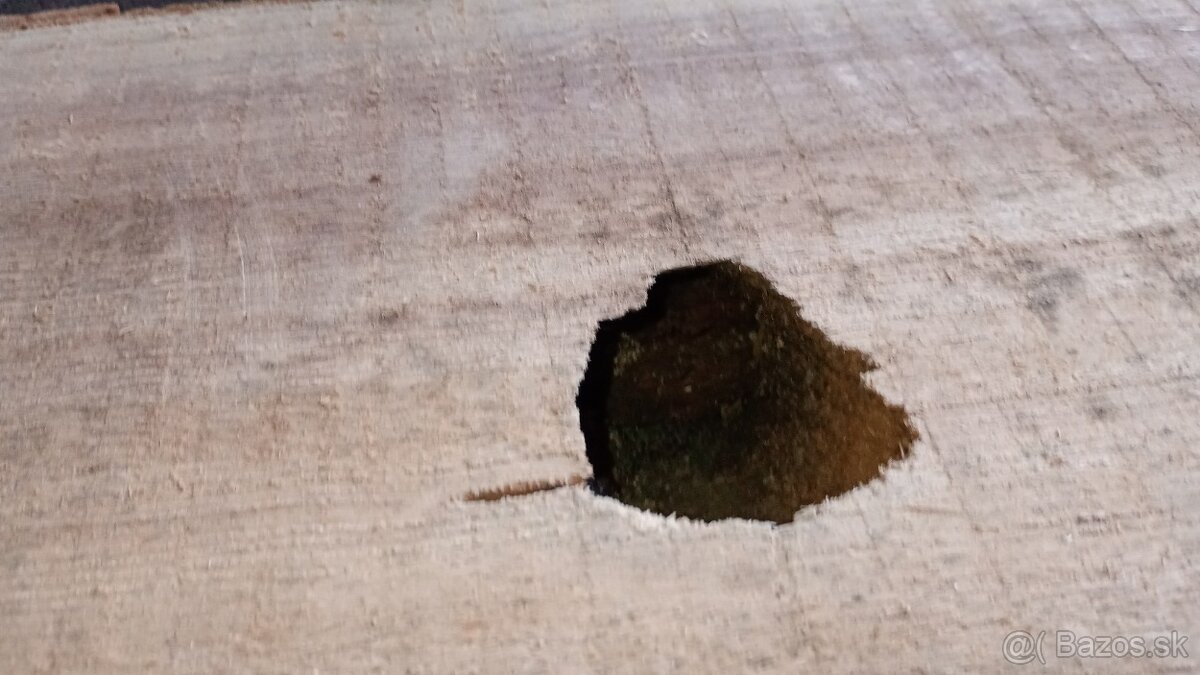 fosne paulownia - 13