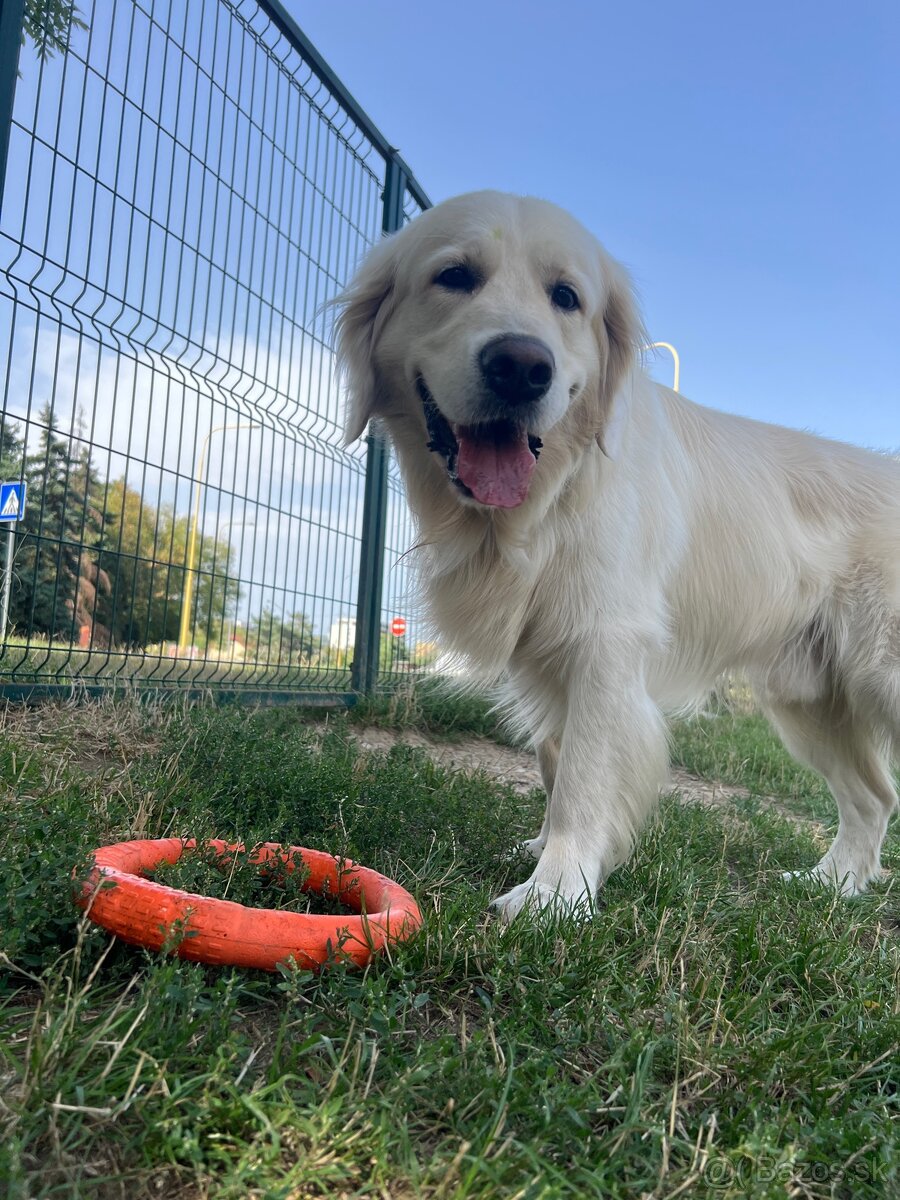 Stráženie psíkov P&M | Košice - 13