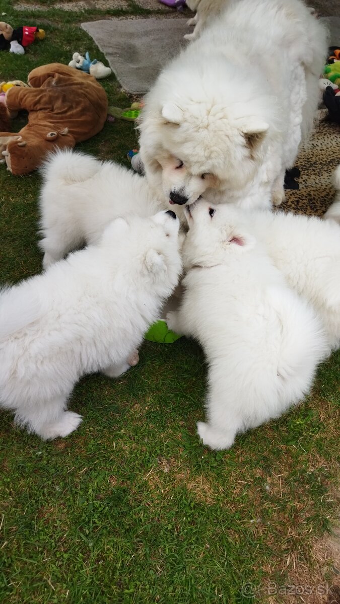 Samojed - 13