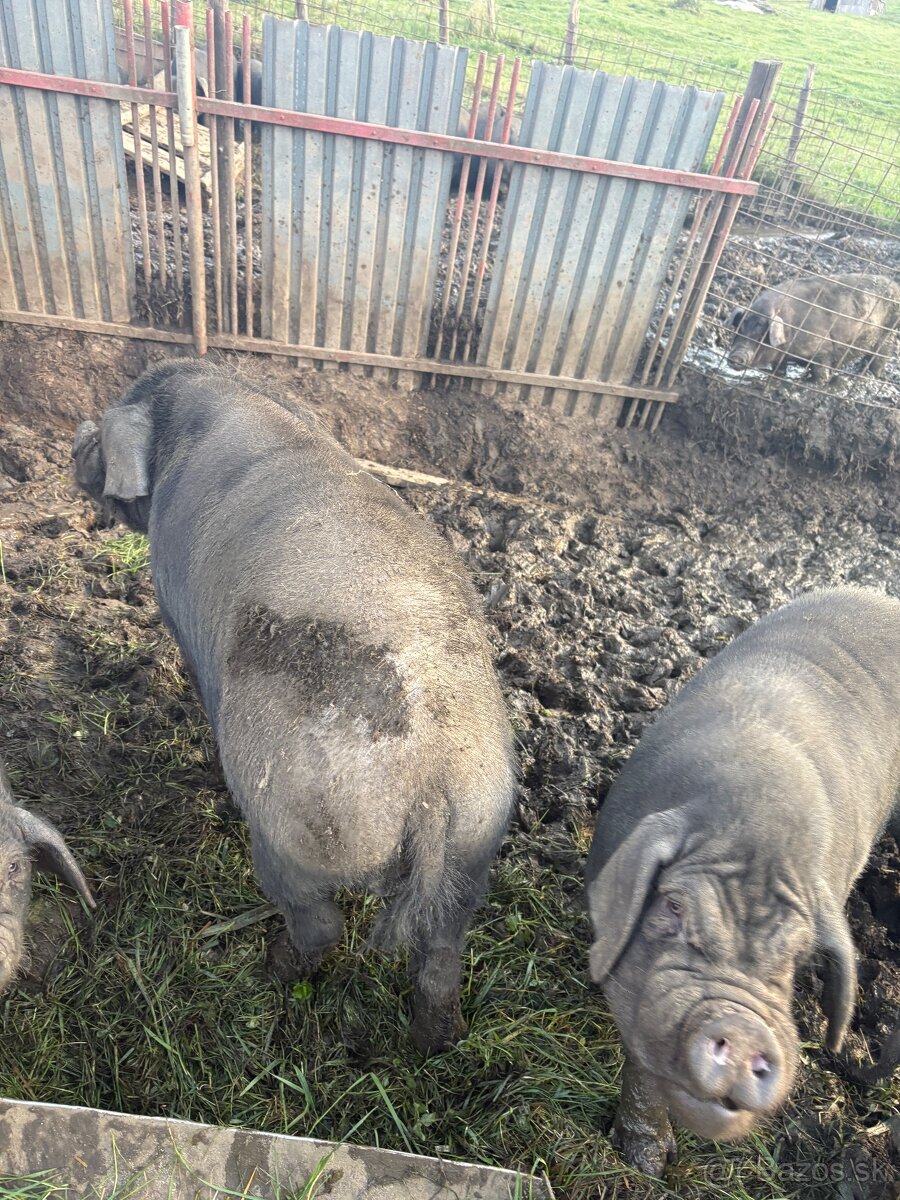 Predám prasa - 13