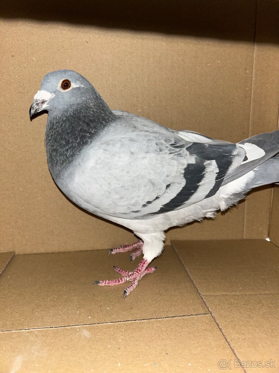 Postove holuby - 13