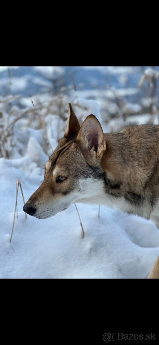Saarloosov vlčiak - 13