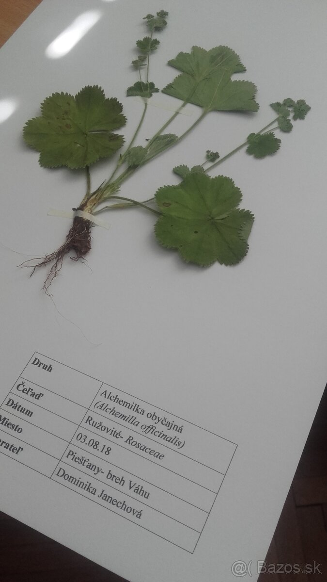 Herbár rastlín - 13