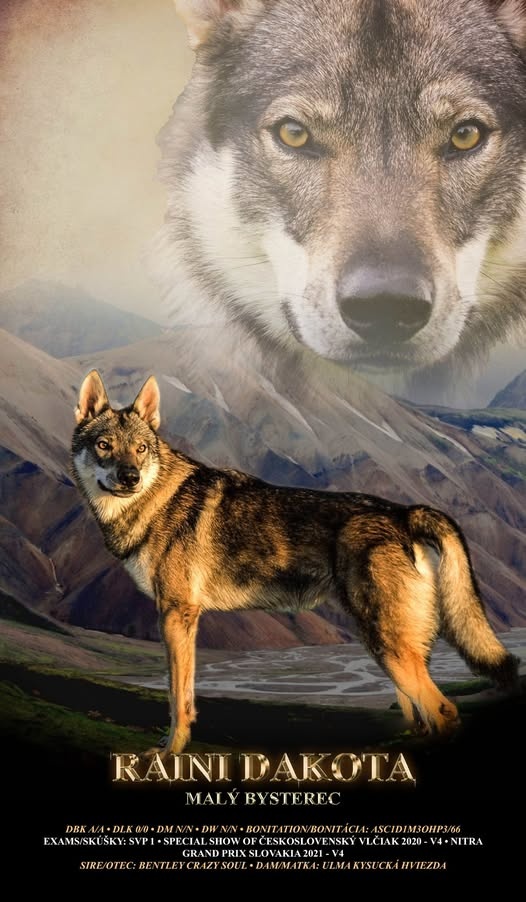 Československý vlčiak šteniatka s PP - 13