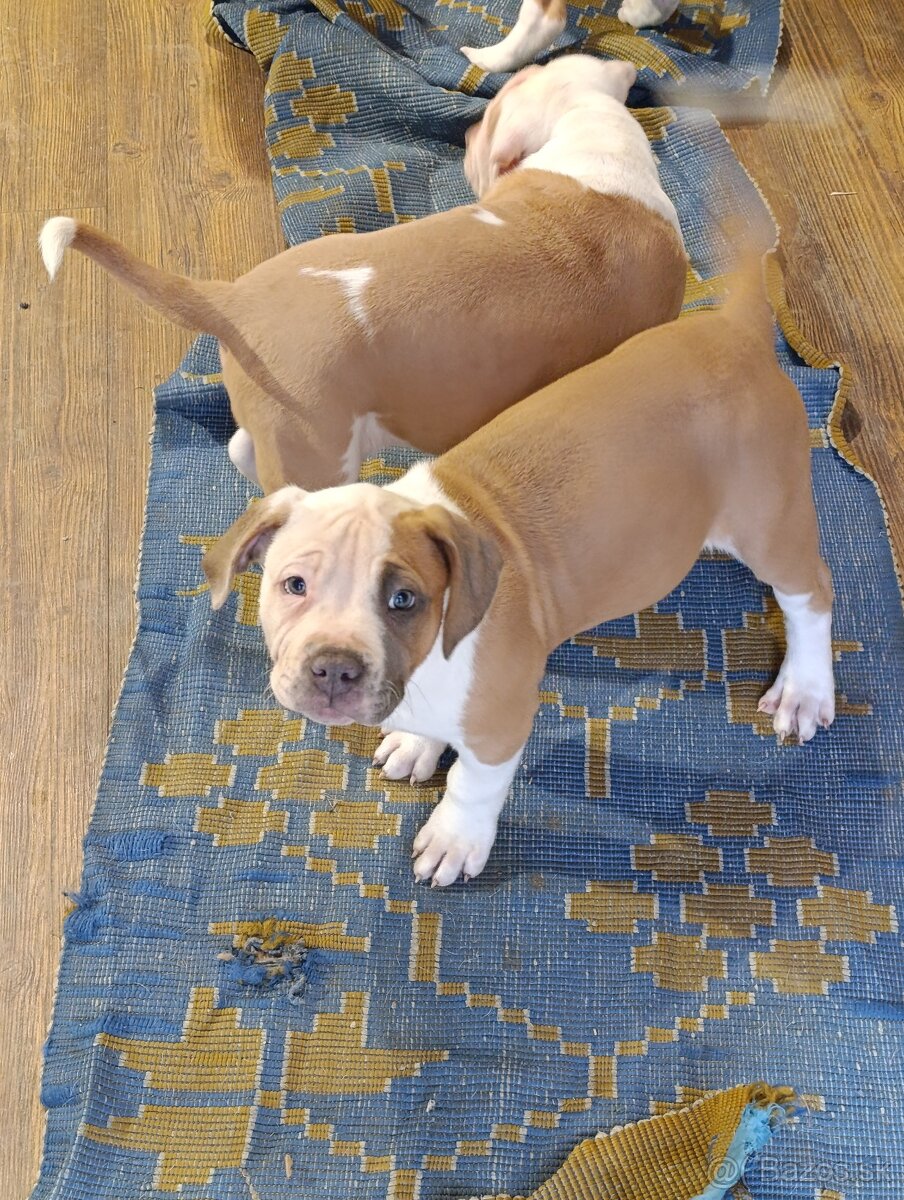 American Bully XL - 13