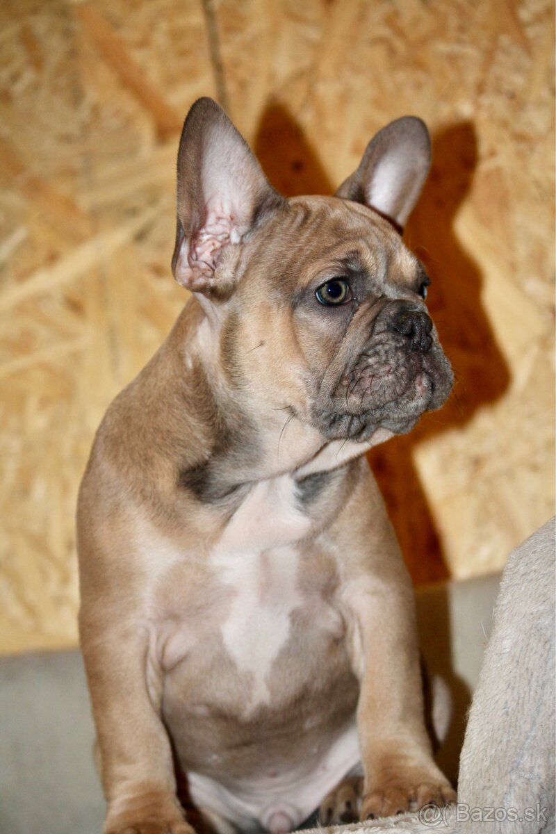 Francúzsky buldoček s PP - 13
