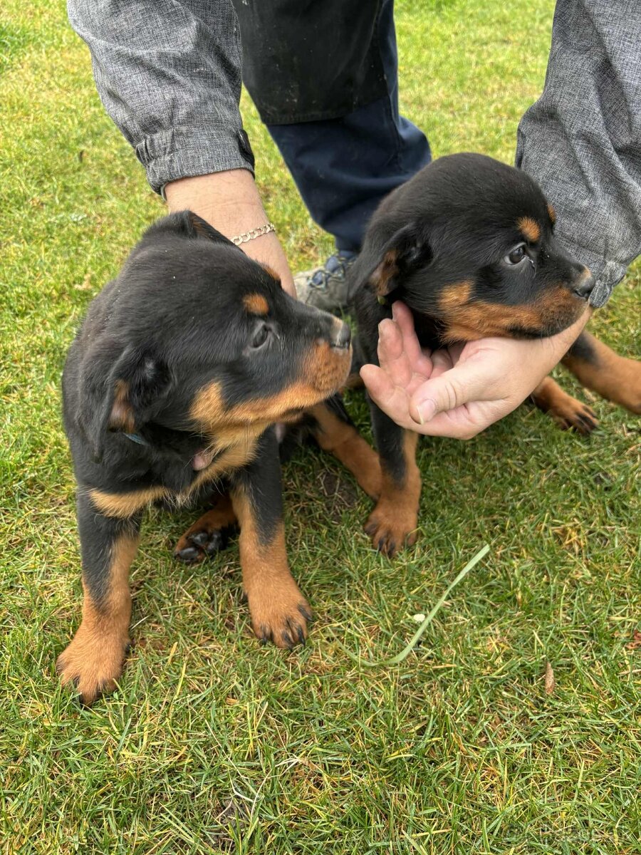 Predám rotvajlerov - 13