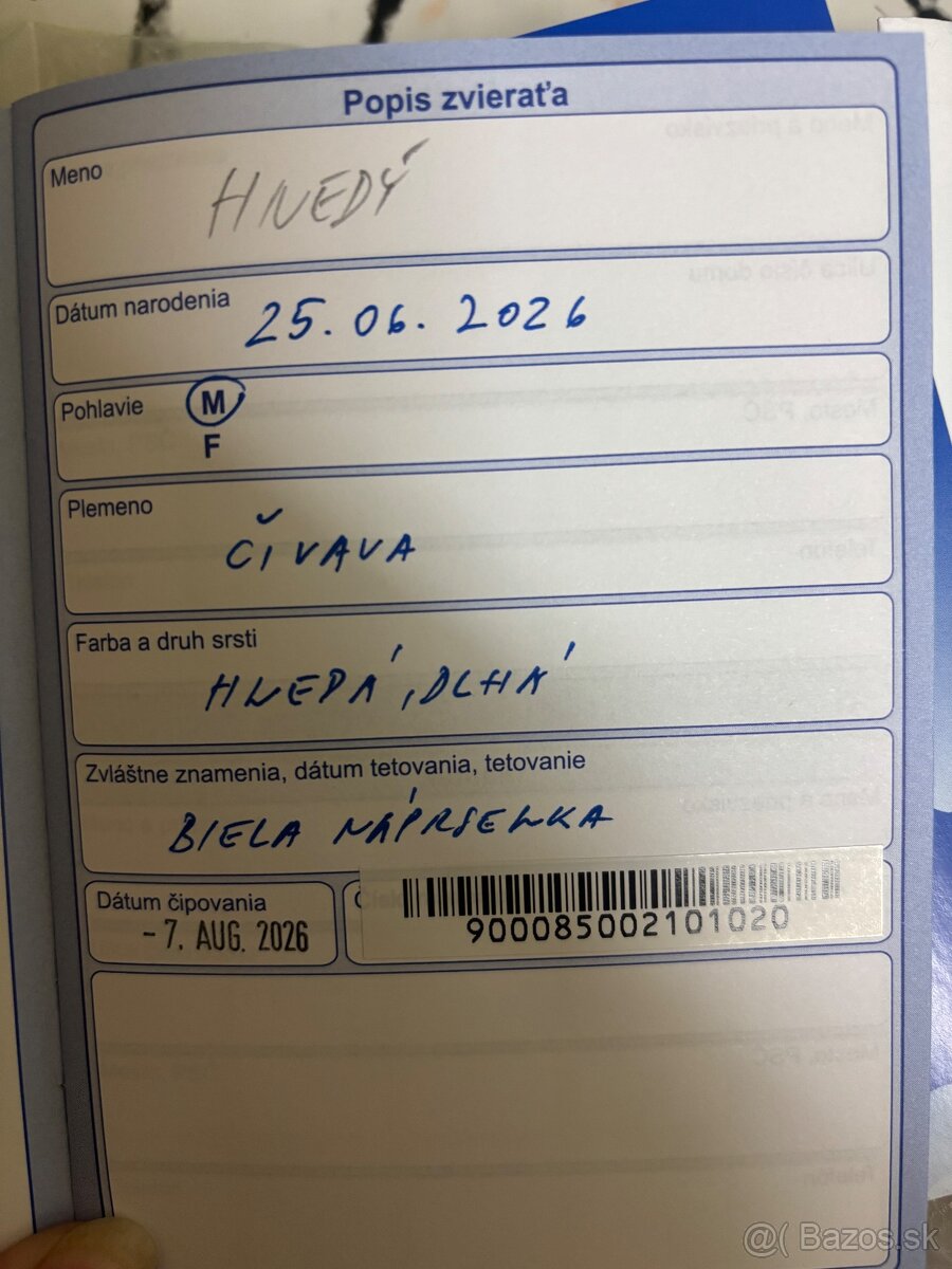Čivava psík - 13