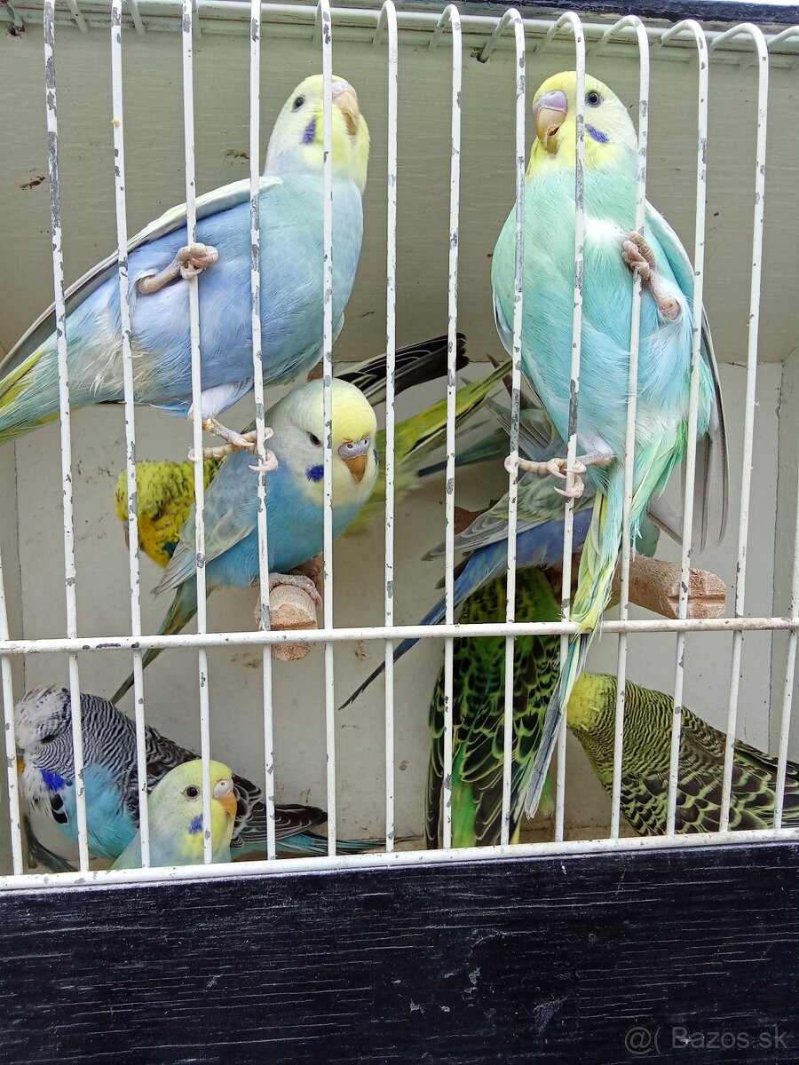 Vystavne andulky,duhove andulky - 13