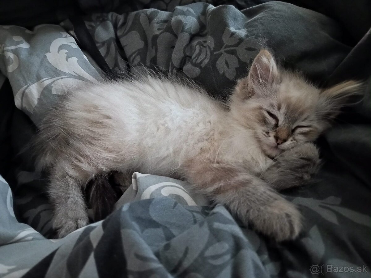 Kocúr ragdoll na krytie - 13