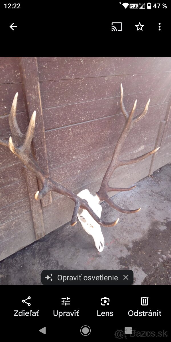 Vyvarim, vybielim trofeje. - 13