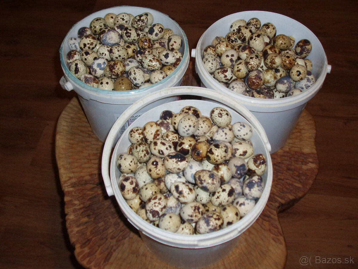 Prepeličie vajíčka - 13