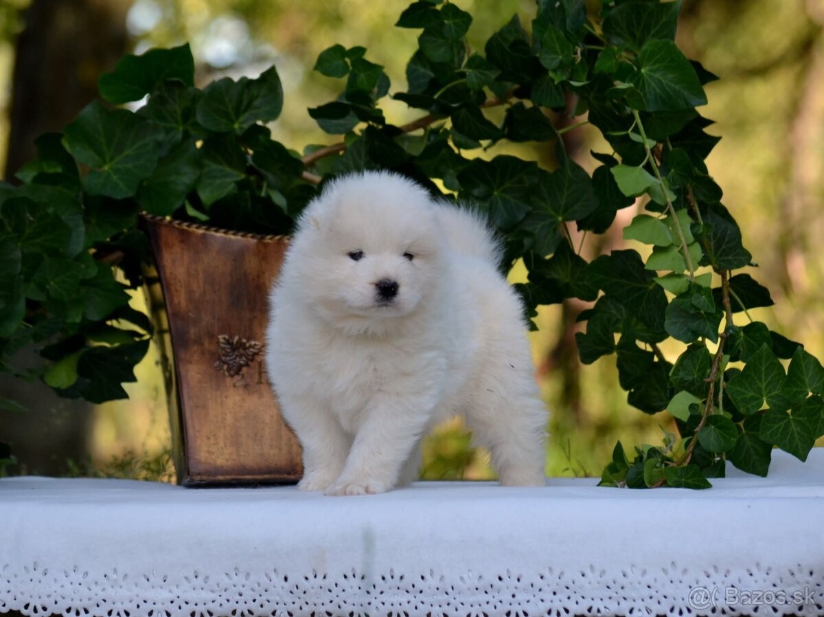 Samojed s PP LA TORRE ROJA - 13