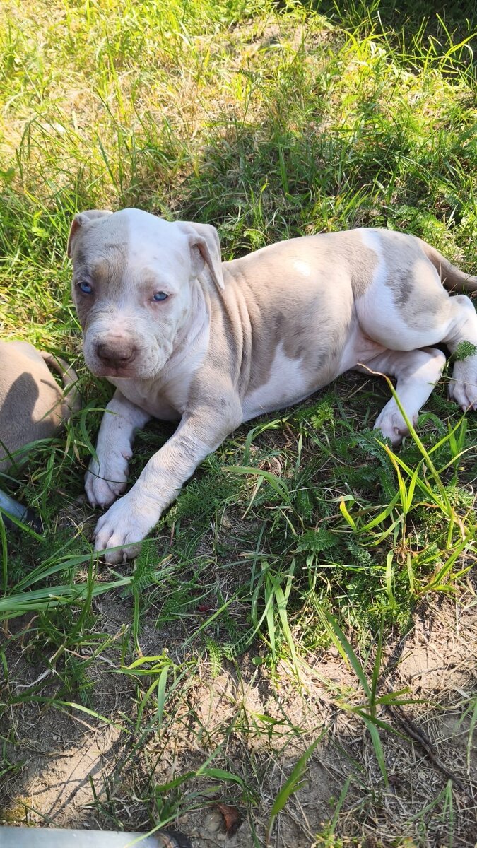 American Bully - 13