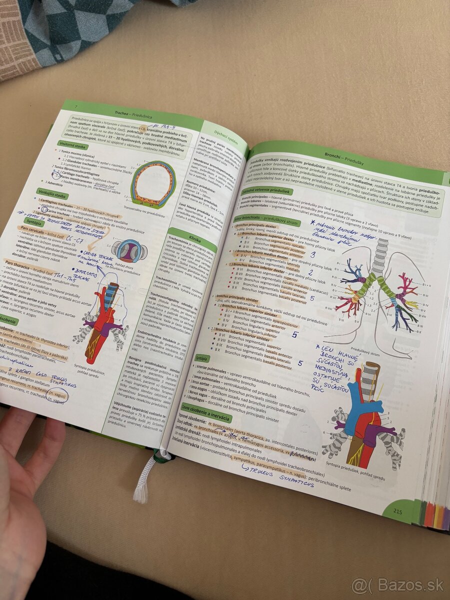 Memorix anatomie slovensky jazyk - 13