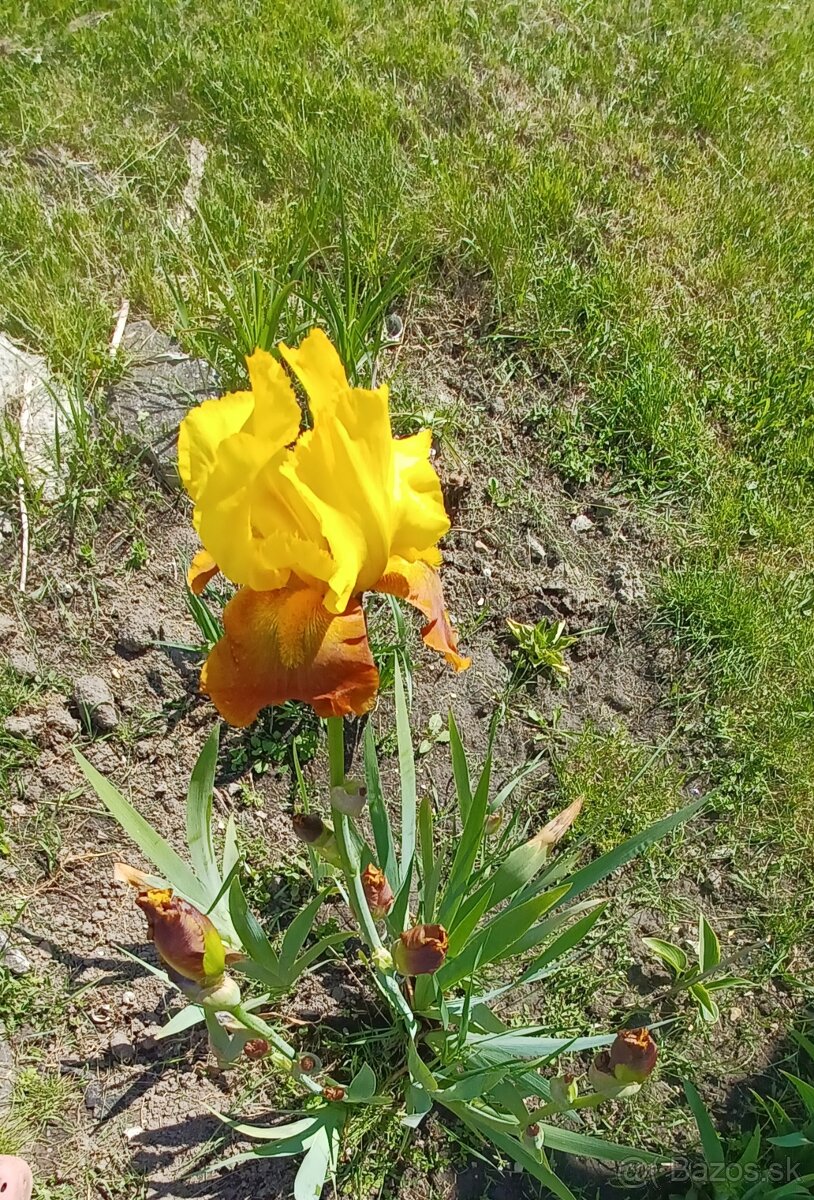 Iris, heuchery, hosty - 13
