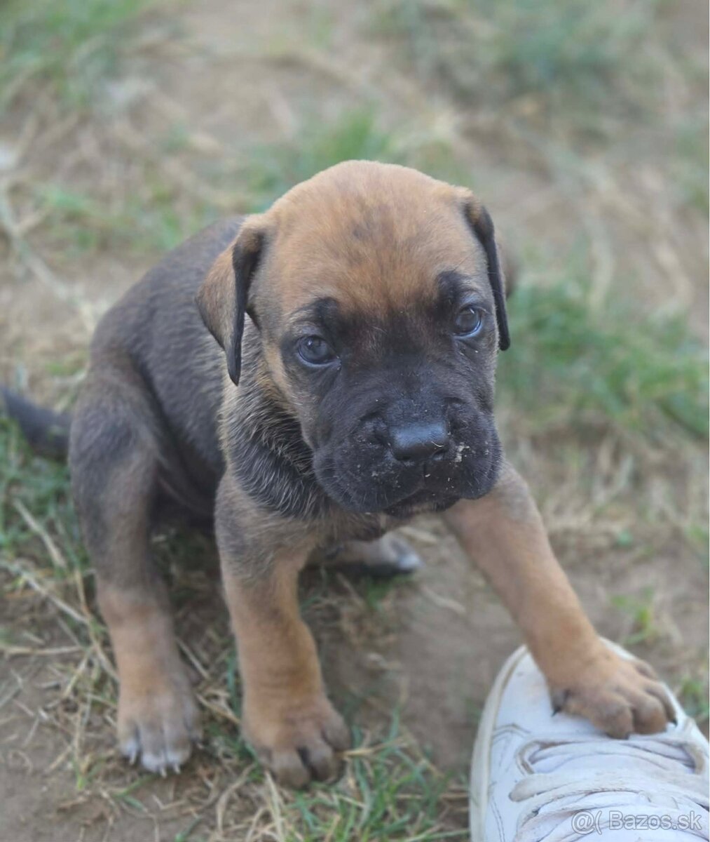 Cane corso Šteniatka - 13