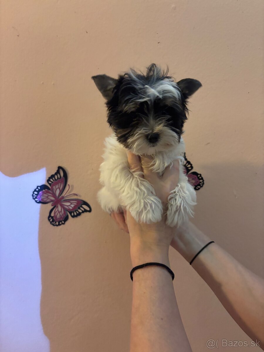 Yorkshirsky terier, yorkshirsky terier mini, biewer - 13