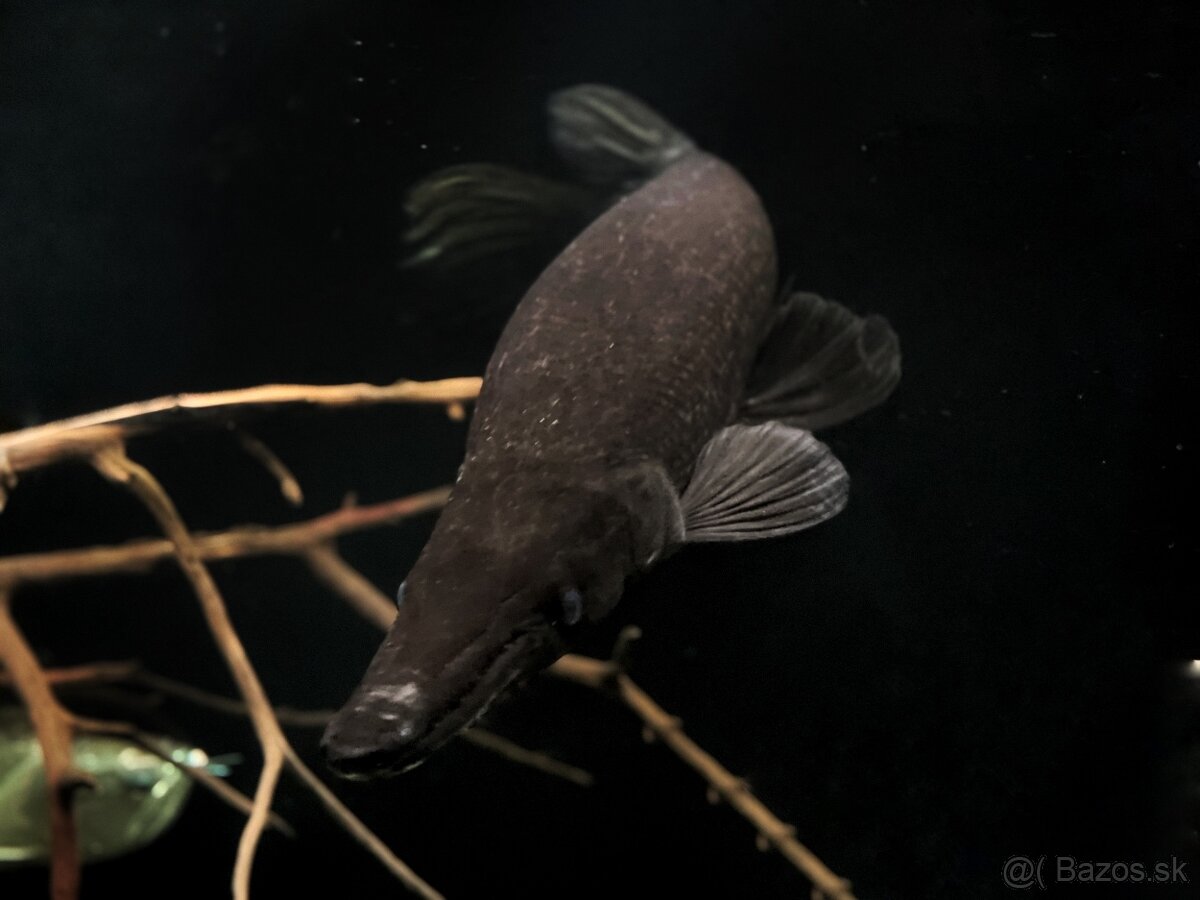 Predám akvárium komplet - 13