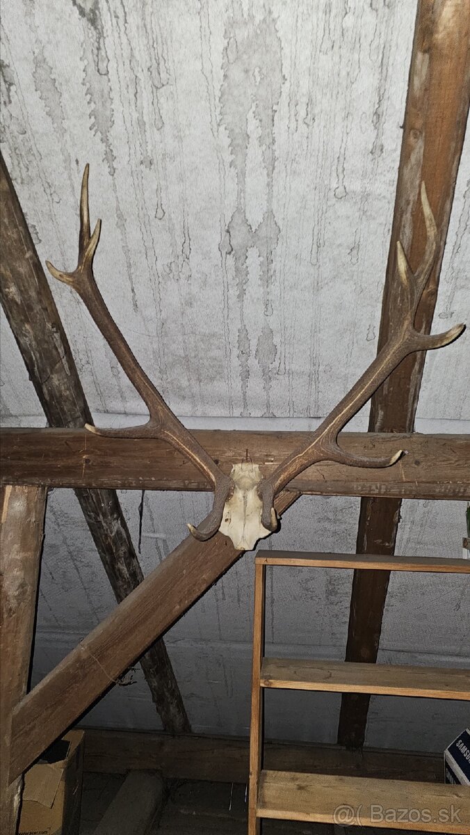 Predám trofeje - 13