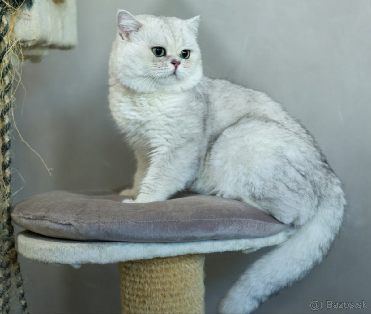 Britská krátkosrstá mačka - 13