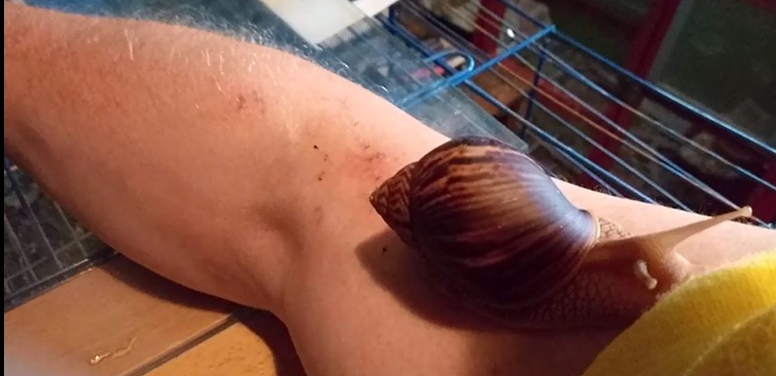 Africké slimáky - 13