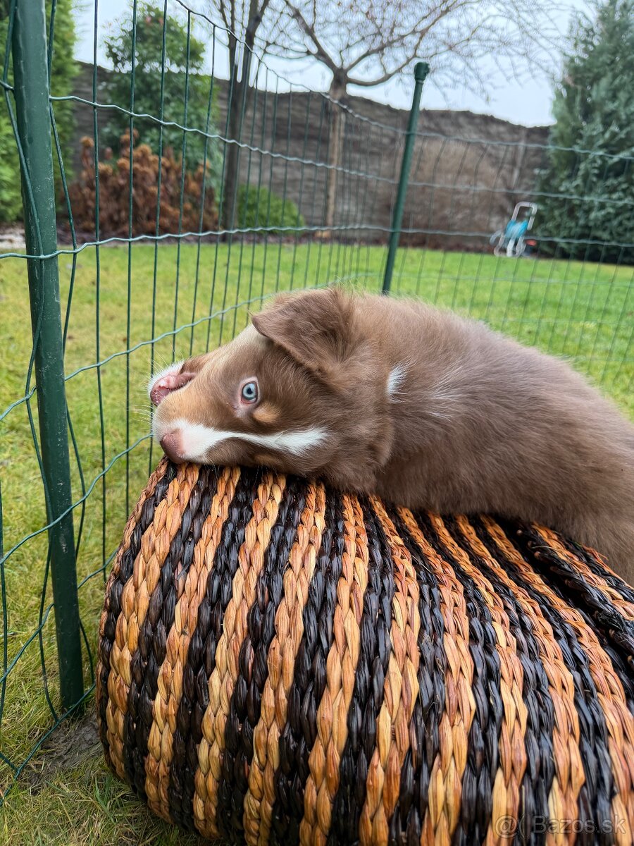 Australsky ovciak s PP - 13