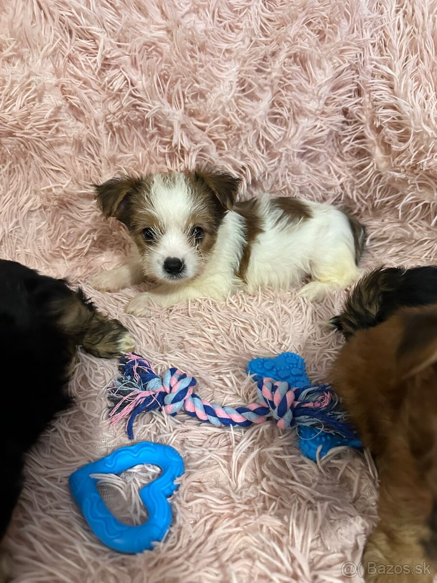 Yorkshirsky termín - 13