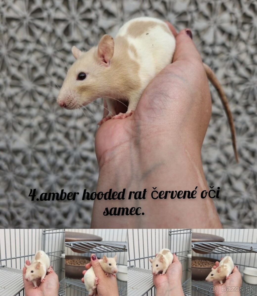 Predám potkaniky dumbo - 13