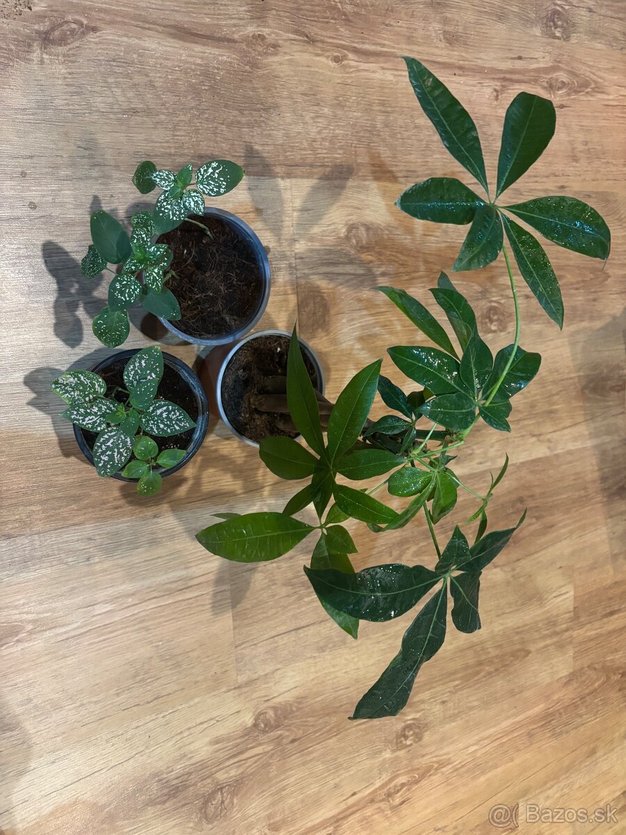 Terárium s chameleónom - 13