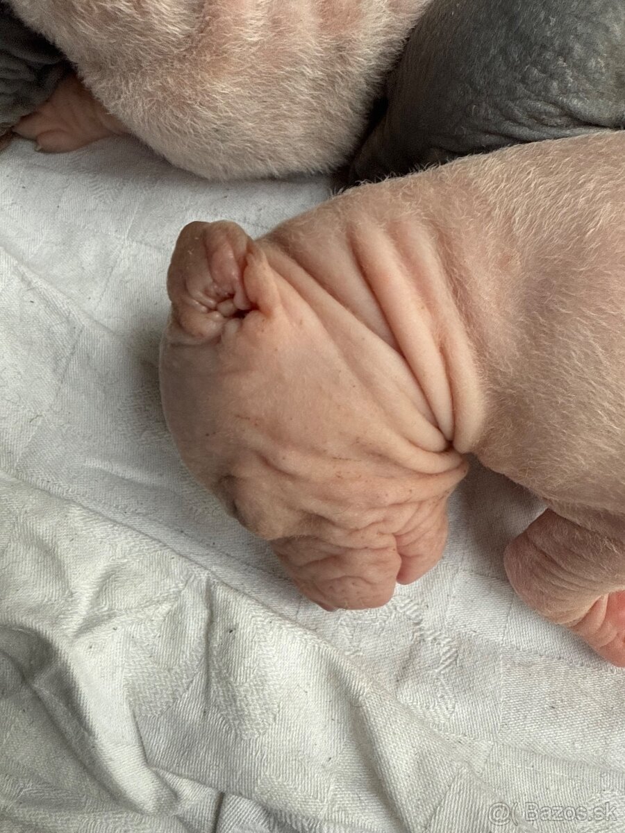 Americky bezsrsty terier - 13