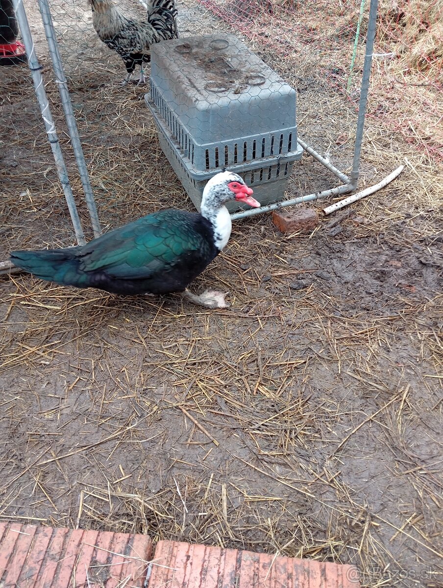 Čínske kačky 7 ks - 13