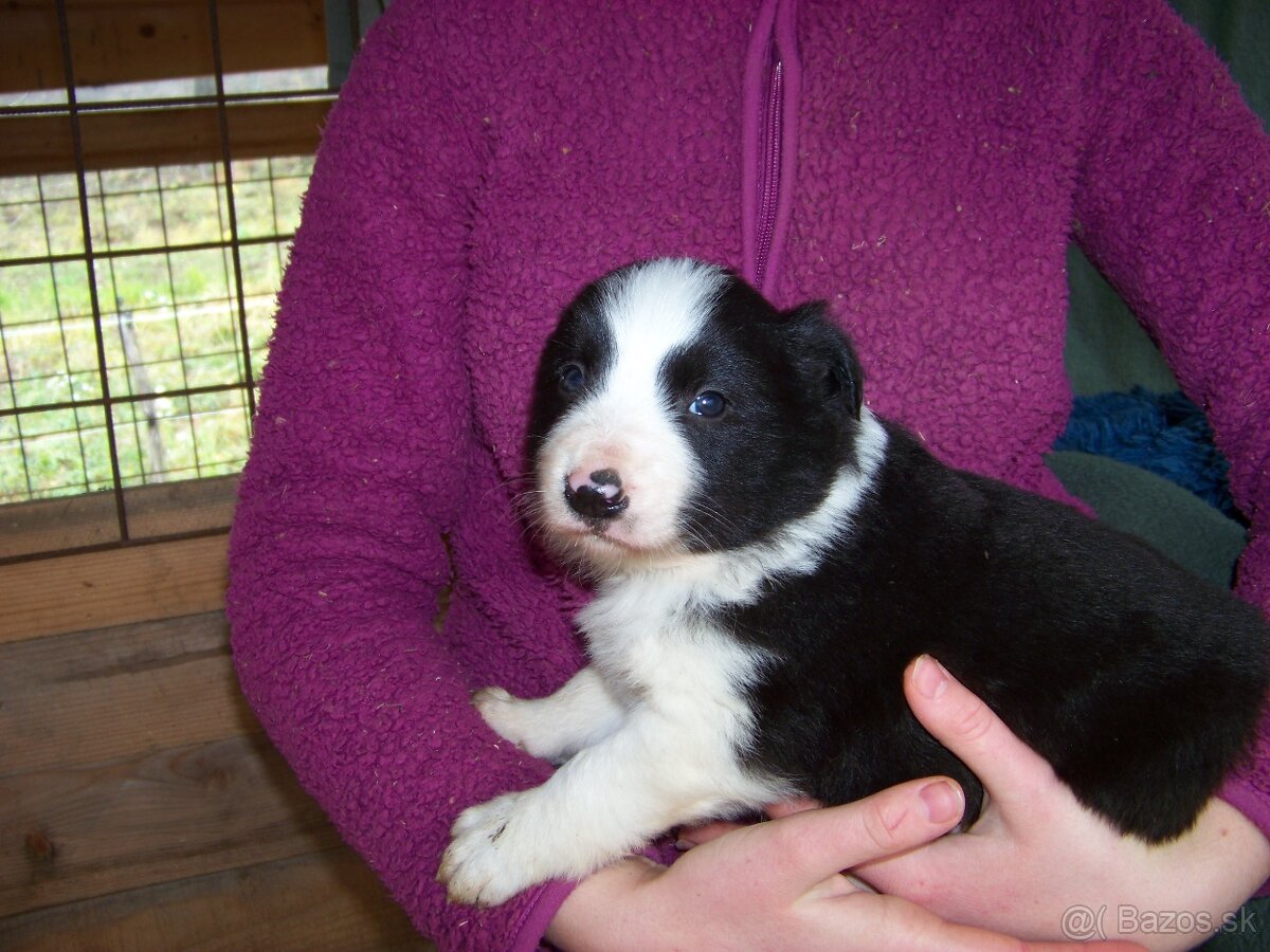 Border kolia čistokrvne šteniatka - 13