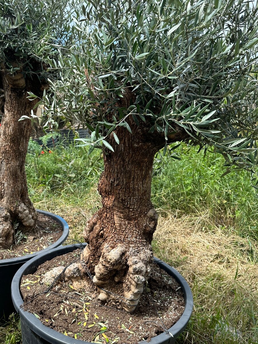 Predám Olivy Bonsai - 13