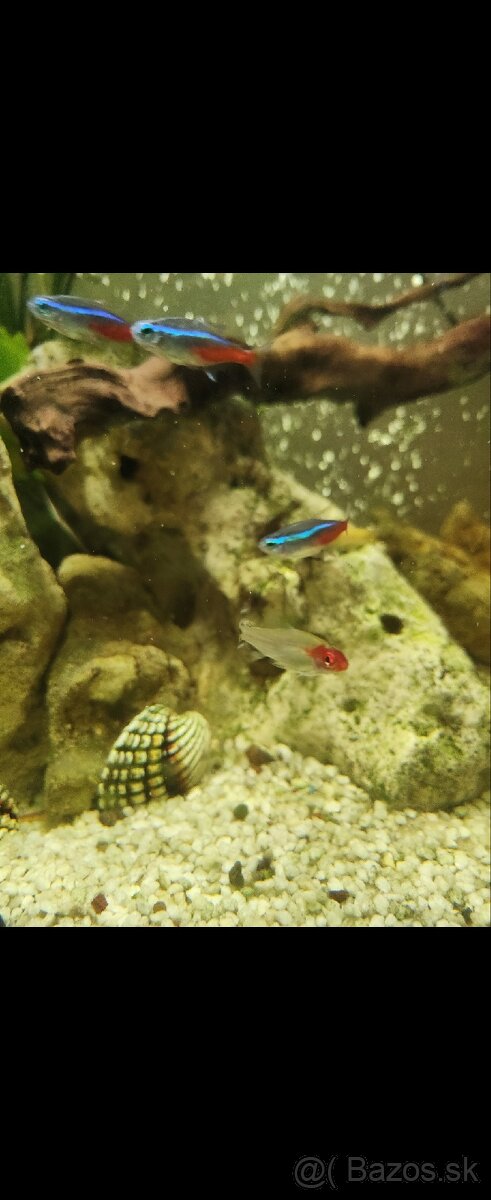 Predám panoramatické akvárium 200l, komplet alebo zvlášť - 13