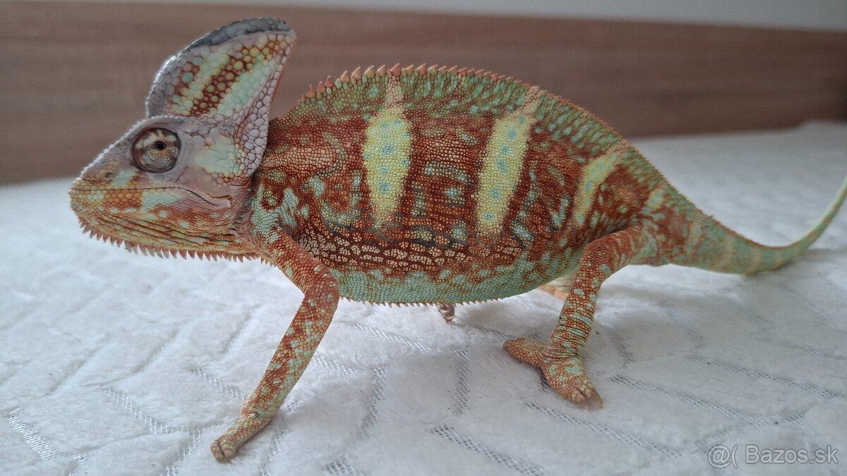 Chameleón Jemenský - 13