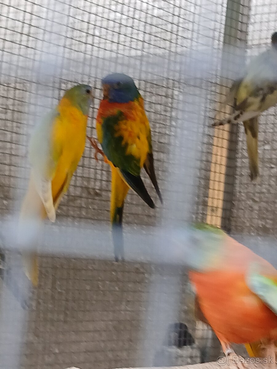 neofema modrohlavá - 13