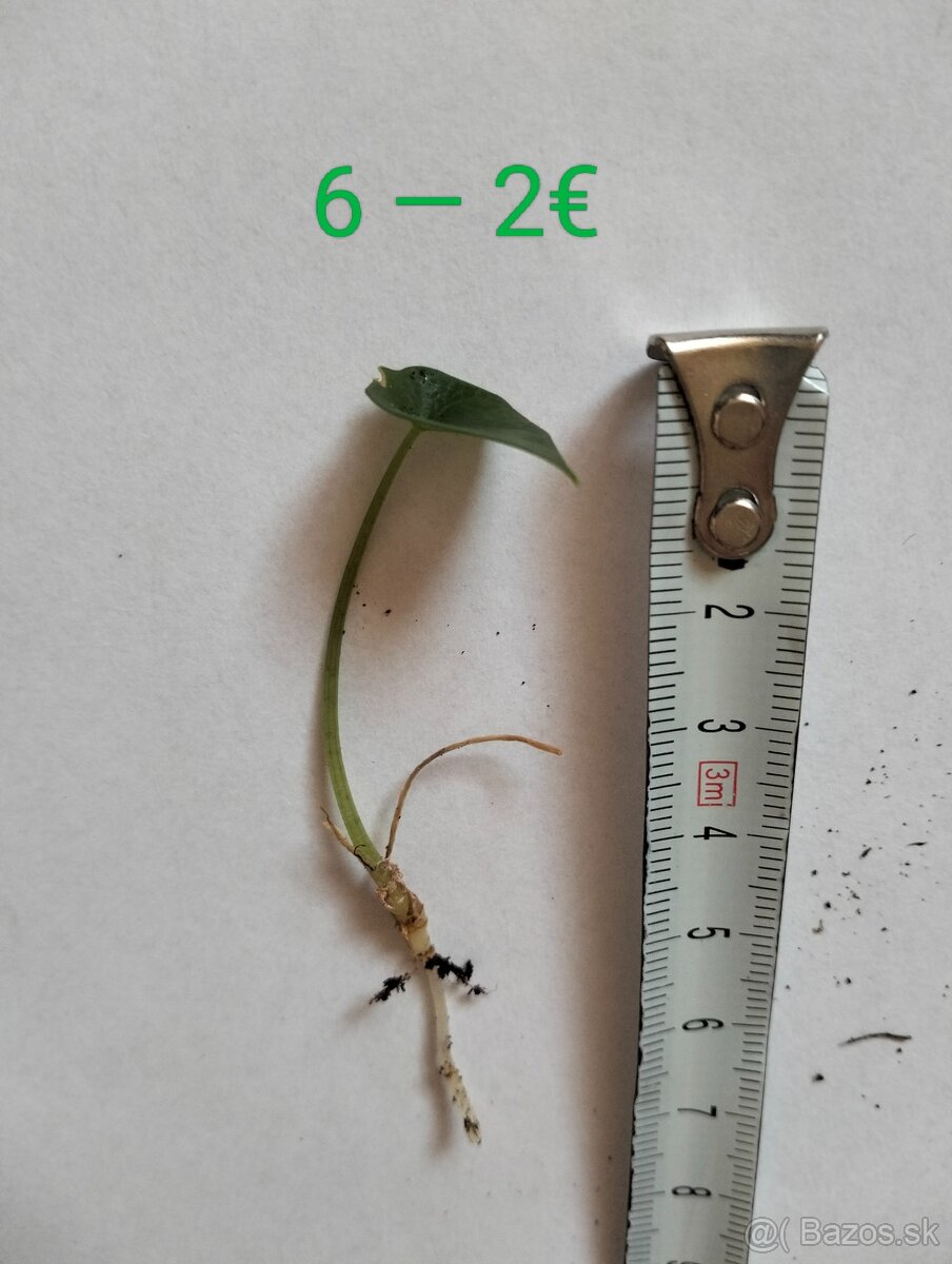 Výnimočná Alocasia Scalprum (mini) - 13