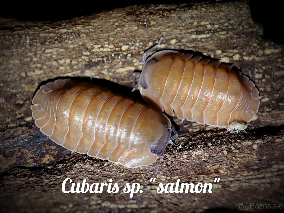 ❤️Exotické isopody - 13