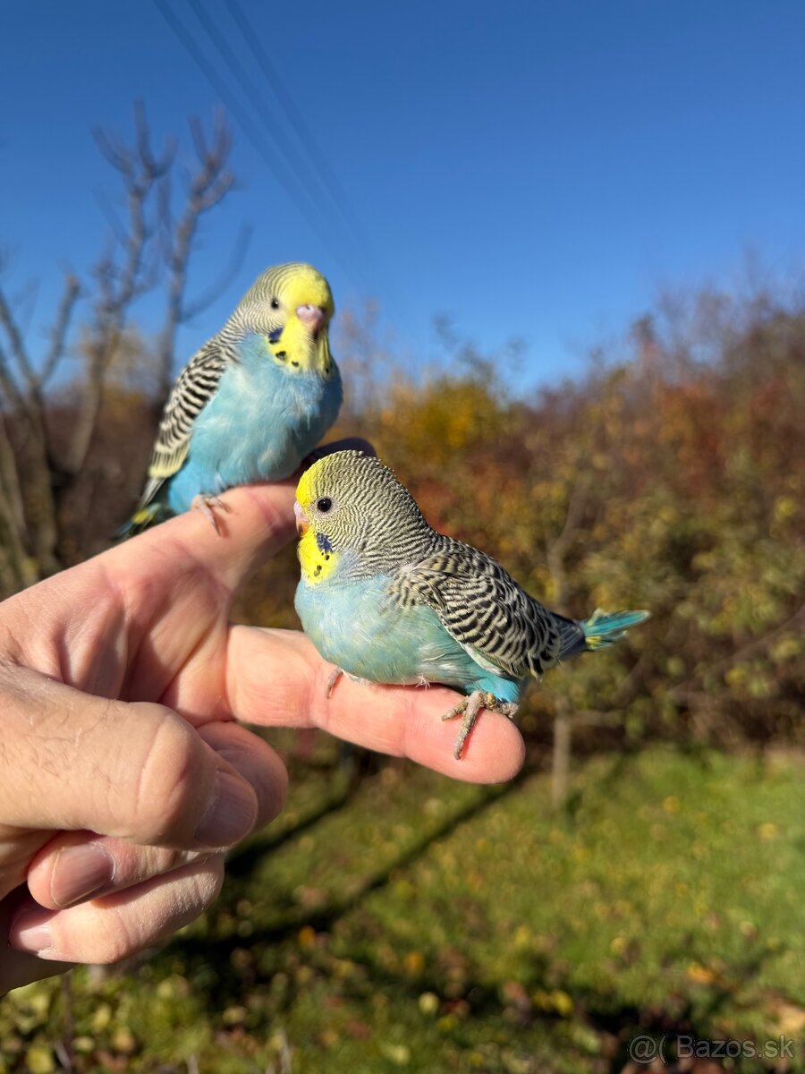 Andulka Maznačik krotká - 13