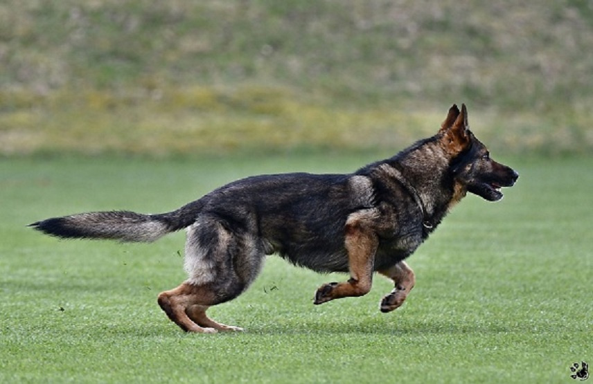 Nemecký ovčiak - šteniatka s PP - 13