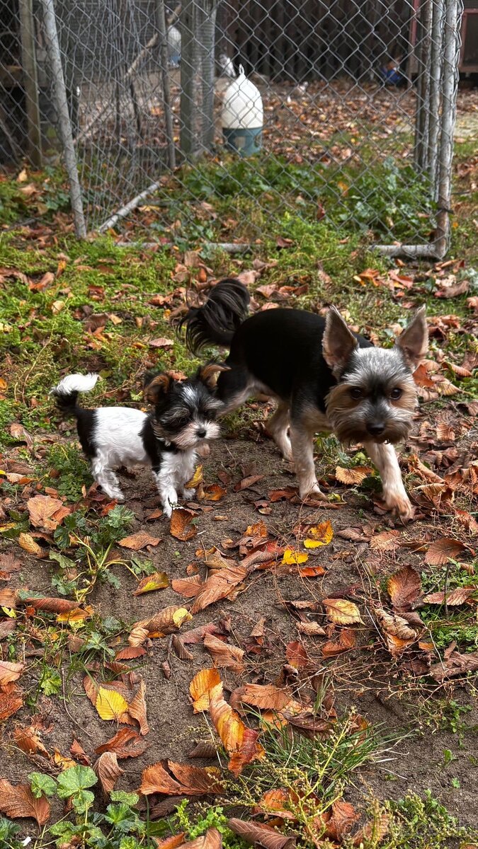 Yorkšírsky teriér, biewer - 13