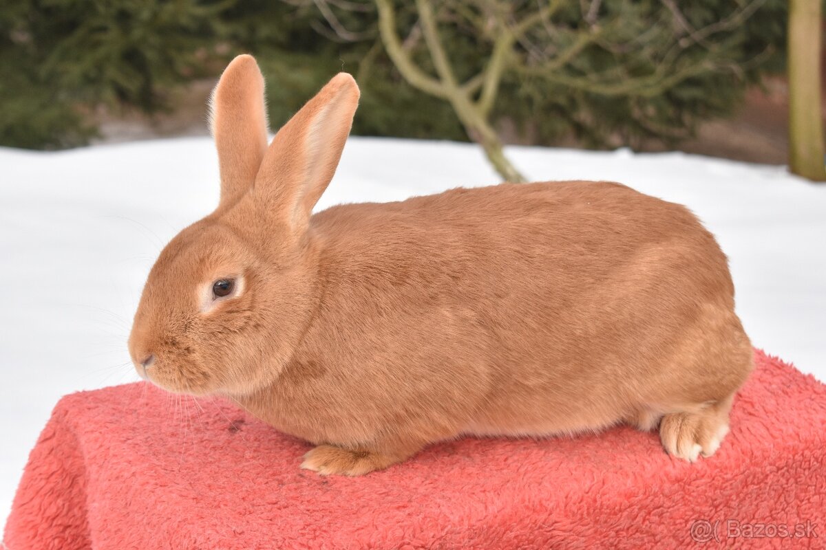 Predam Burgundsky - 13