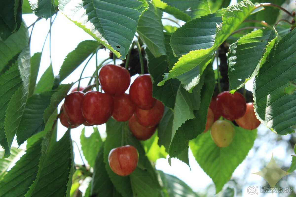 Priestranná chalupa na rekonštrukciu s vyše 30-árovým pozemk - 13