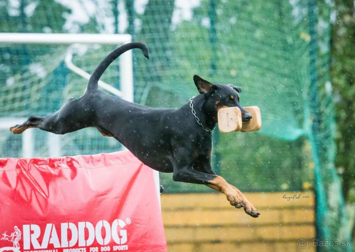 Doberman - štěňata s PP, možnost rezervace - 13