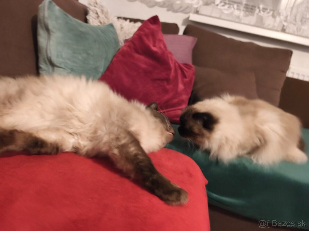 Predám mačiatka Ragdoll - 13