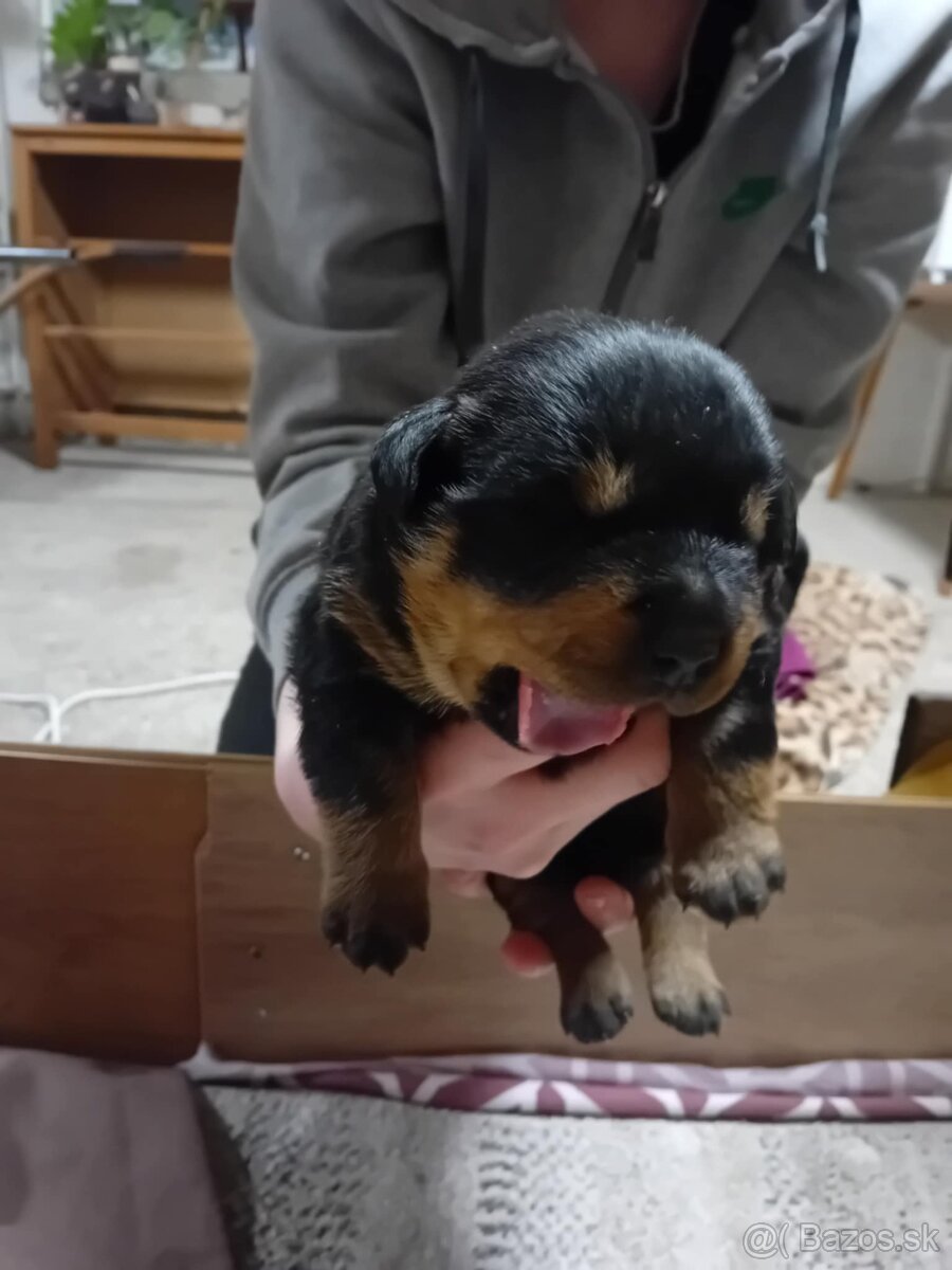Šteňatá Rottweiler - 13