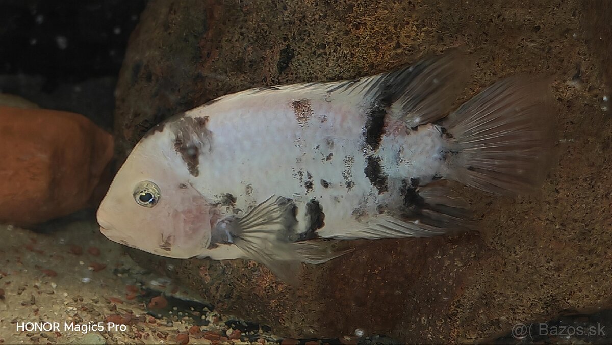 Americké cichlidy - 13