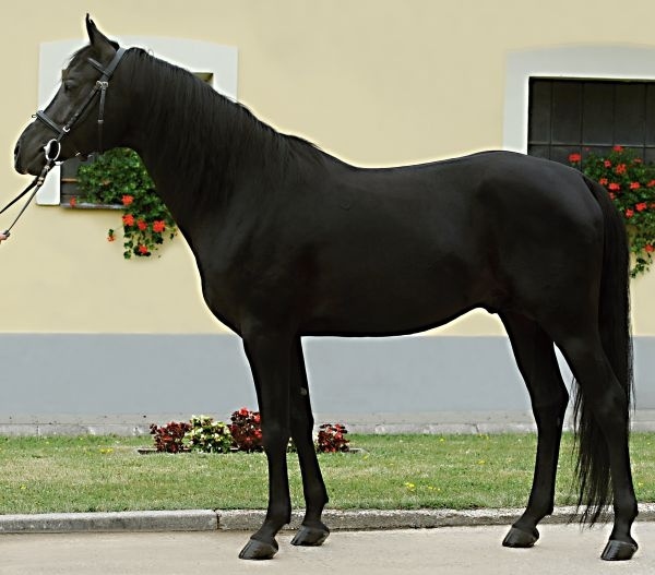 Shagya arab - 13